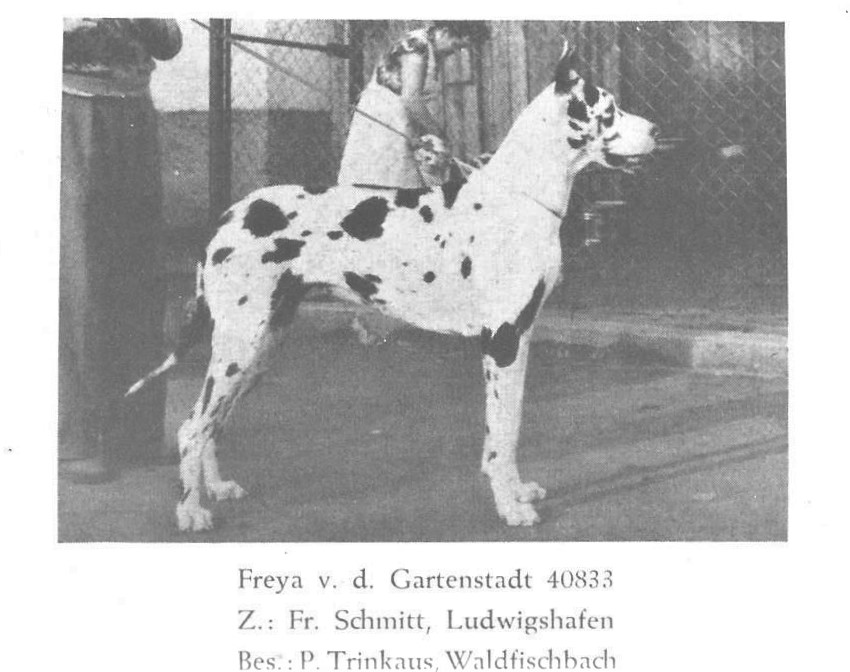 Freya vd Gartenstadt